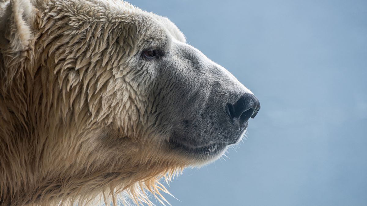"Polar Bear's Bird Flu Death Raises Concerns for Species Survival"