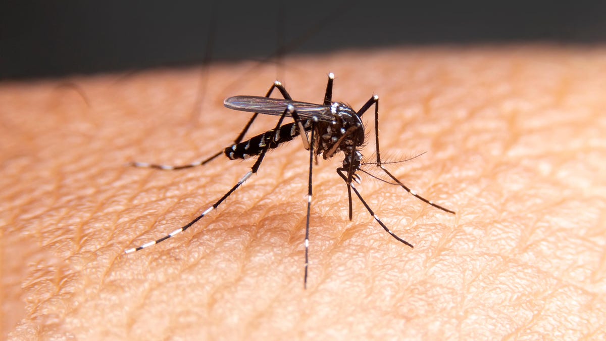 Featured image for Soap's Effect on Mosquito Attraction Examined in Study