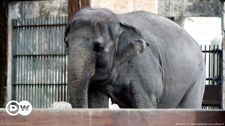 Lonely Elephant Mali Passes Away in the Philippines