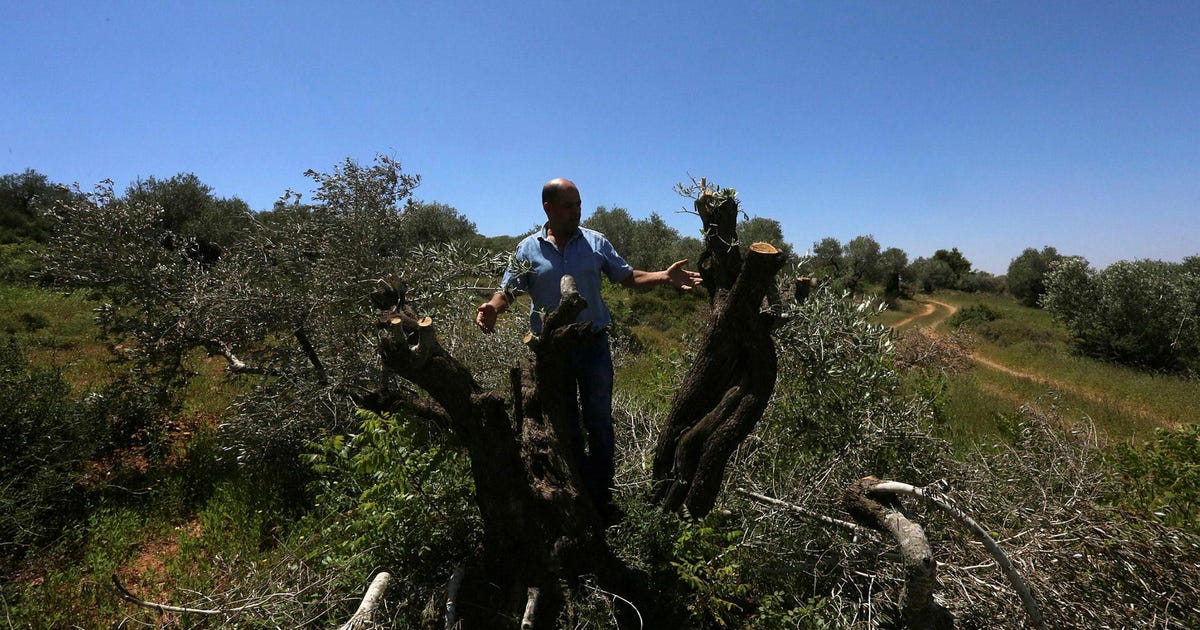 Featured image for Israeli Settlers Vandalize 5,000 Palestinian Trees in West Bank Villages