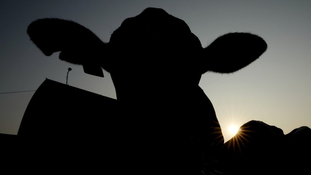 Featured image for "Urgent Action Needed: Addressing the Spread of Avian Flu in Cattle and Potential Threat to Humans"