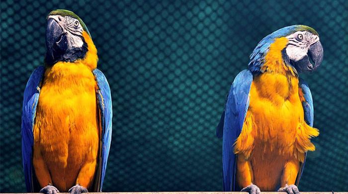 Featured image for "Rising Concern: The Parrot Fever Outbreak in Europe Claims 5 Lives"