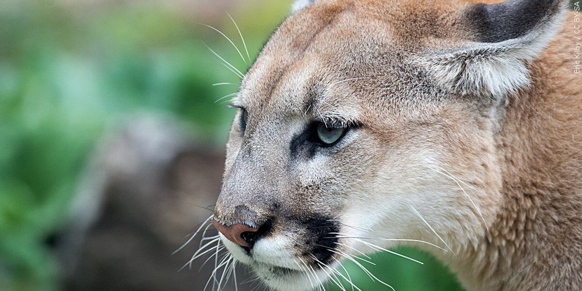 Colorado man attacked by mountain lion while in hot tub