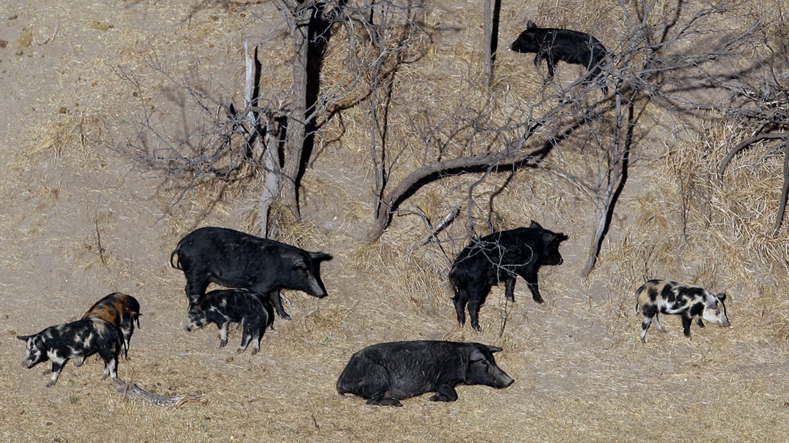 Canadian 'Super Pigs' Pose Invasive Threat to US Borders