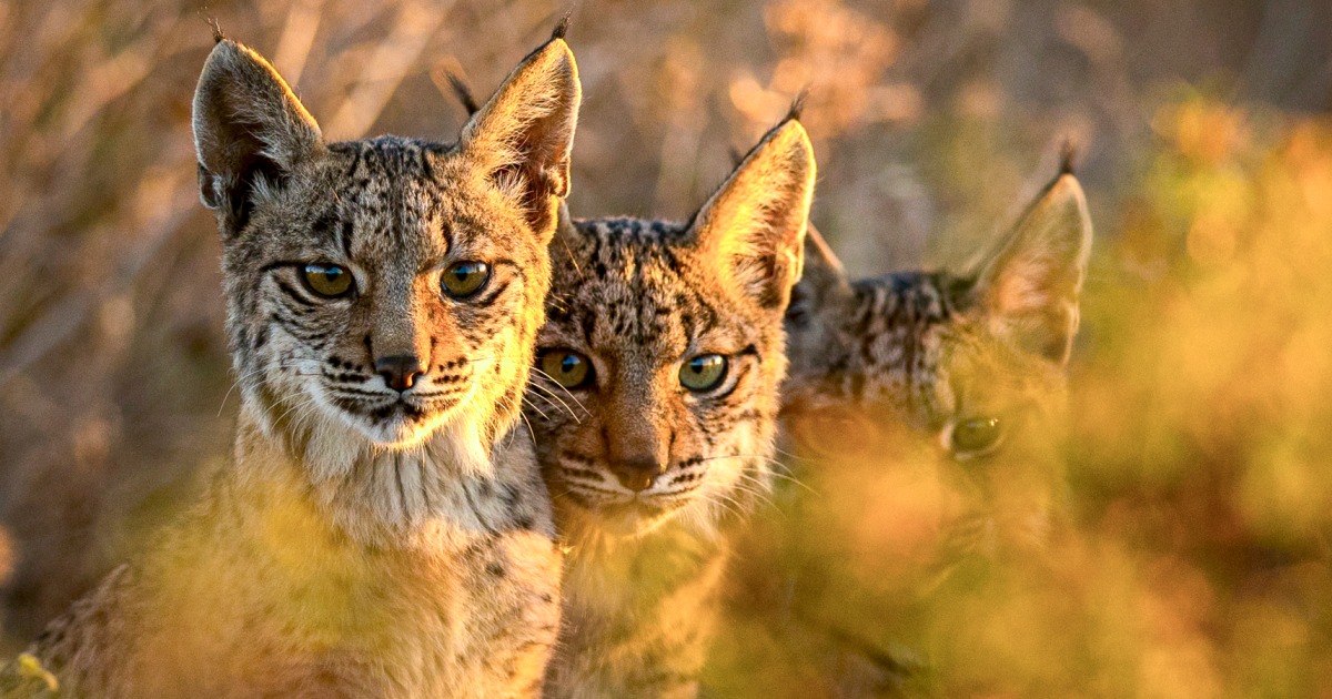 "Iberian Lynx Makes Historic Comeback, No Longer Endangered"