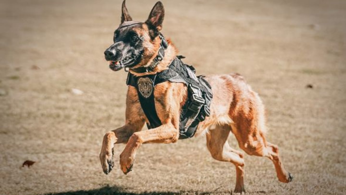 Featured image for Cobb Police K9 Dies in Hot Patrol Car During Training Exercise.