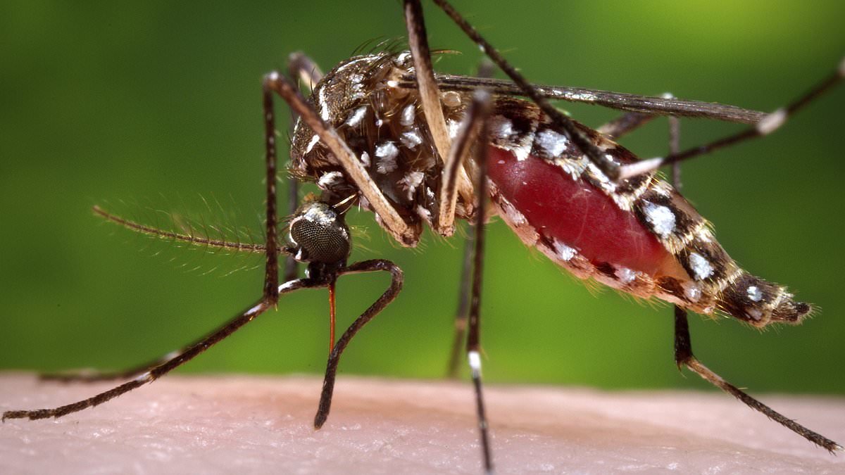"Rising temperatures fuel the growth of deadly oversized mosquitoes"