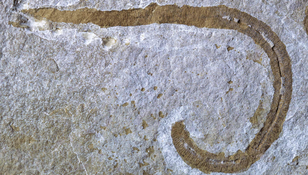 "425-Million-Year-Old Predatory Worm Discovered with Accordion-Like Movement"