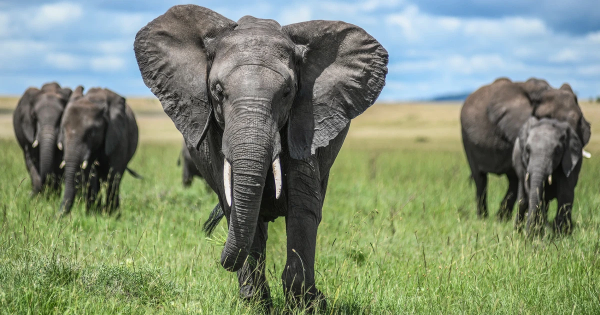 Featured image for Kenyans Protest After Elephants Kill Four in a Week