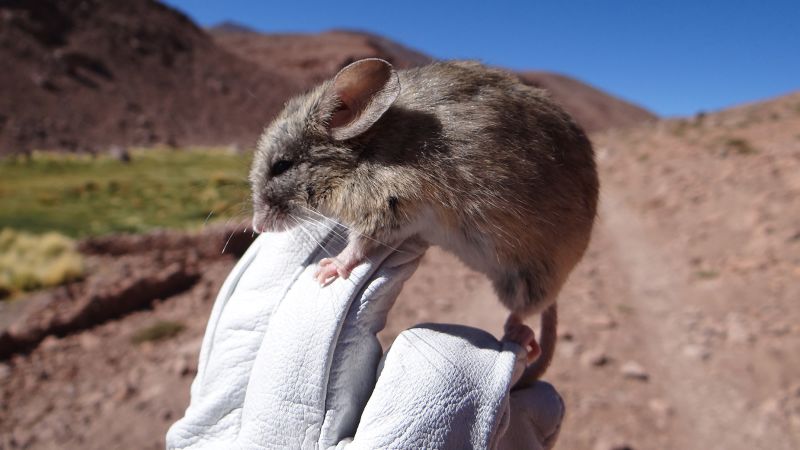Featured image for Mice Thrive in Extreme Andean Altitudes, Puzzling Scientists