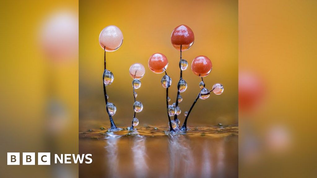 Featured image for Slime Mould: Nature's Hidden Wonderland in Photos