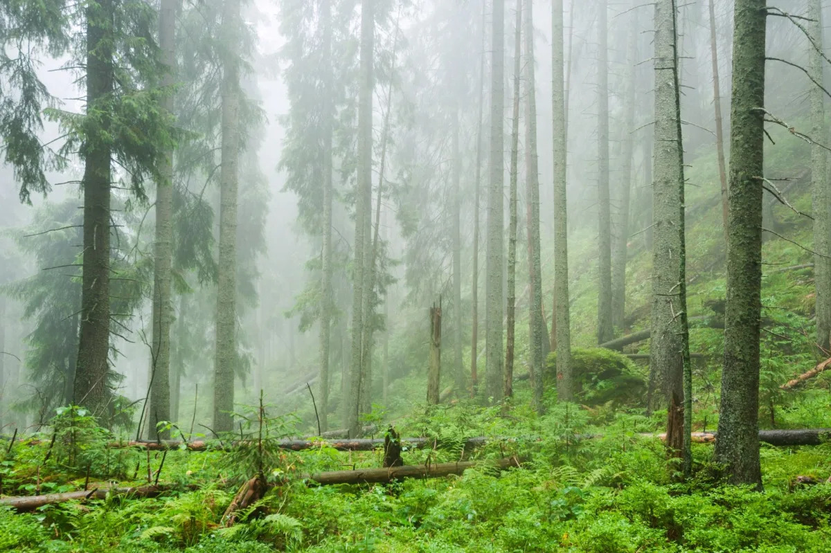 The Spread of 'Zombie Forests' in the Western U.S. Raises Concerns.