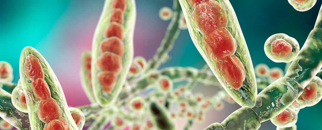 Featured image for CDC Identifies First Cases of Severe Drug-Resistant Ringworm in US