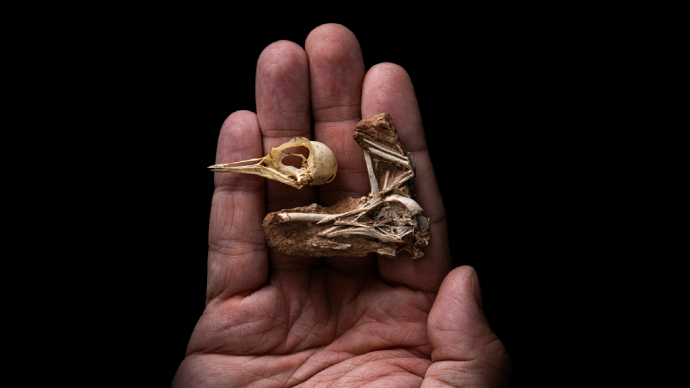 Featured image for Tiny Fossil Sheds Light on Bird Brain Evolution