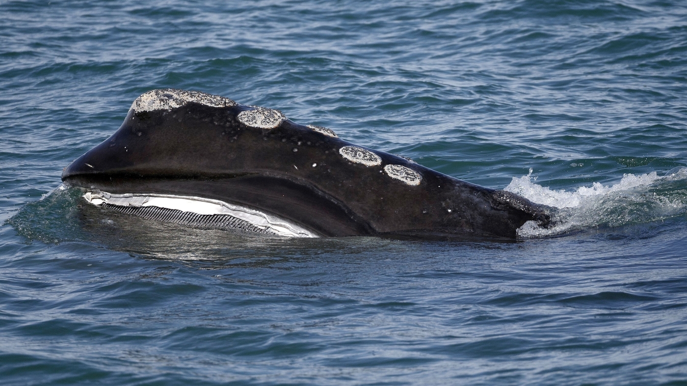 Featured image for Endangered North Atlantic Right Whales Thrive in Cape Cod Waters