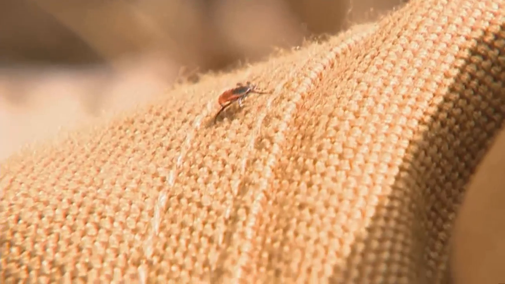 Rhode Island Issues Warning After Fatal Tick-Borne Disease Outbreak