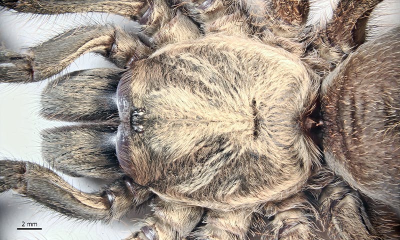 Featured image for "Rare Golden-Haired Tarantula Unearthed in Iran's Zagros Mountains"