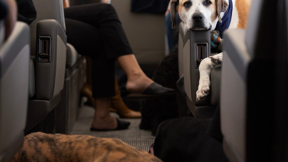 Featured image for "Bark Air: Luxury Flights for Dogs Take Off"