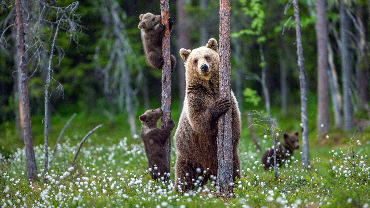 "Bear-inspired Diet Helps 200+ Women Shed 100+ Pounds"