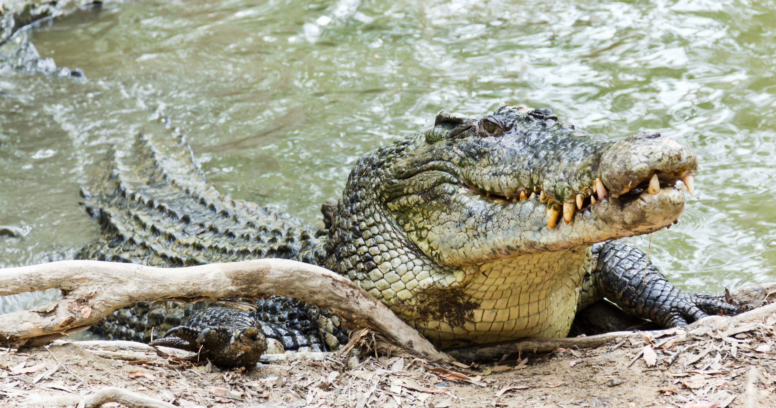 Featured image for Fatal Crocodile Attack in Cambodian Enclosure.