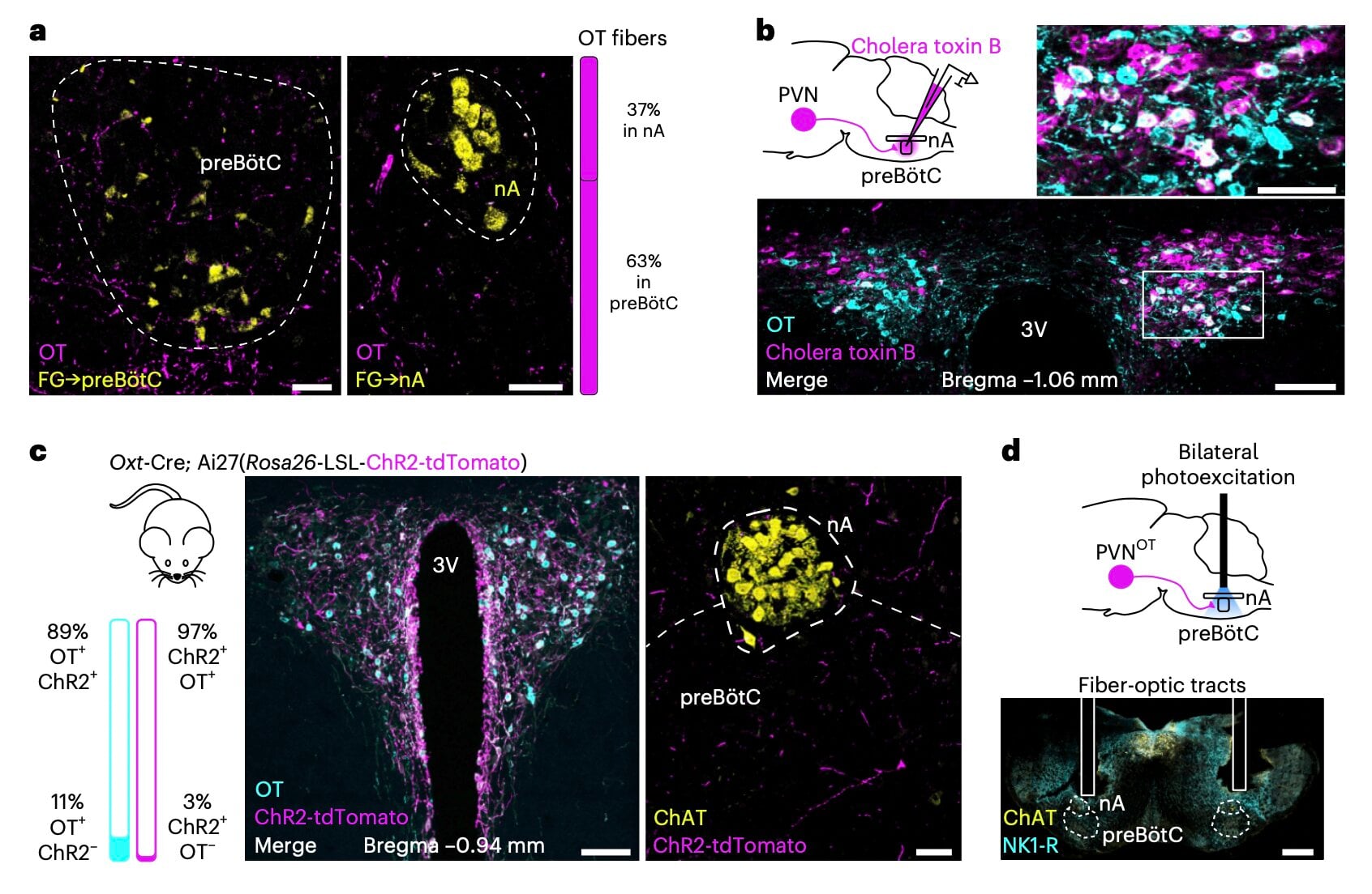 Featured image for Neural Pathway Reveals Oxytocin's Role in Synchronizing Heartbeat and Breathing