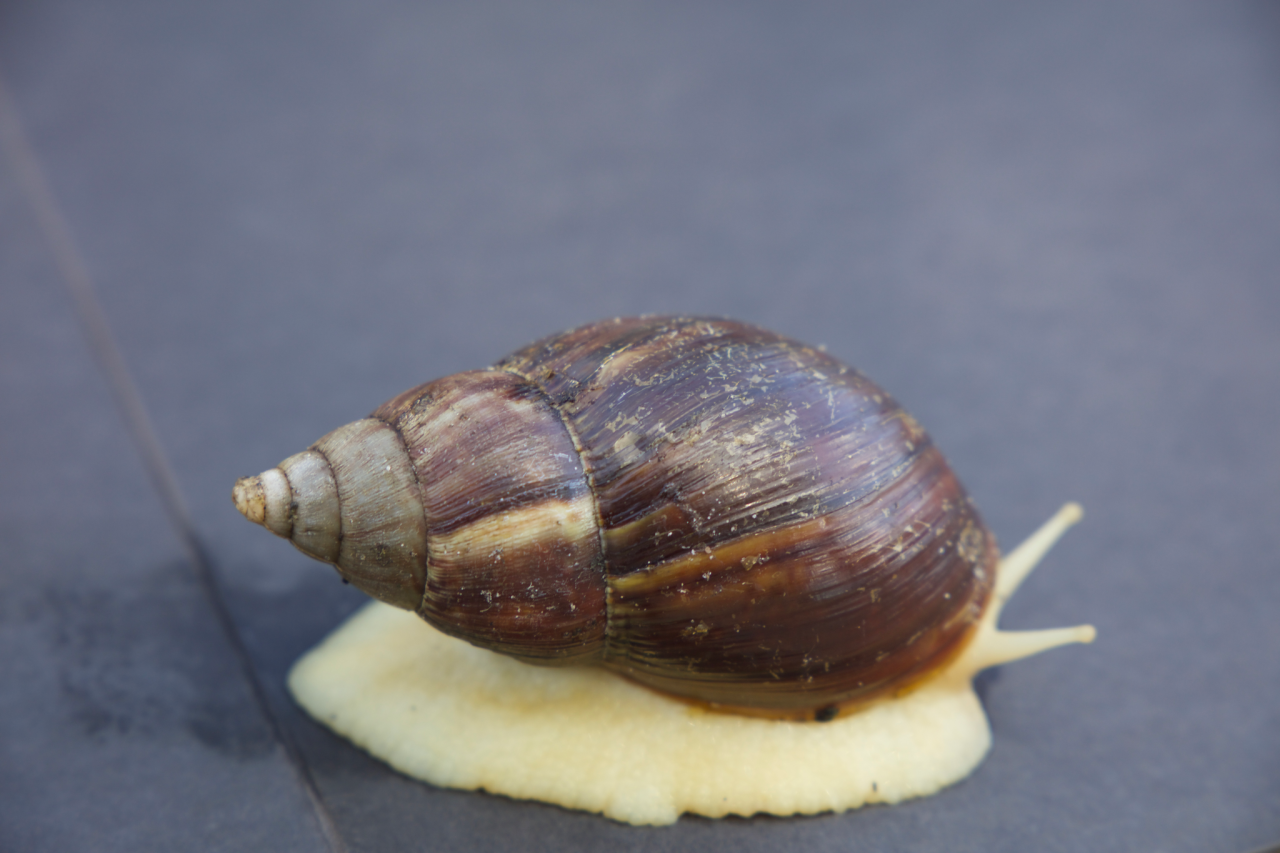 The Invasion of Giant African Snails in the US: Threats and Confiscations.
