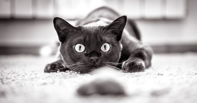 Featured image for "Feline Fascination: 10 Intriguing Facts About Cats"