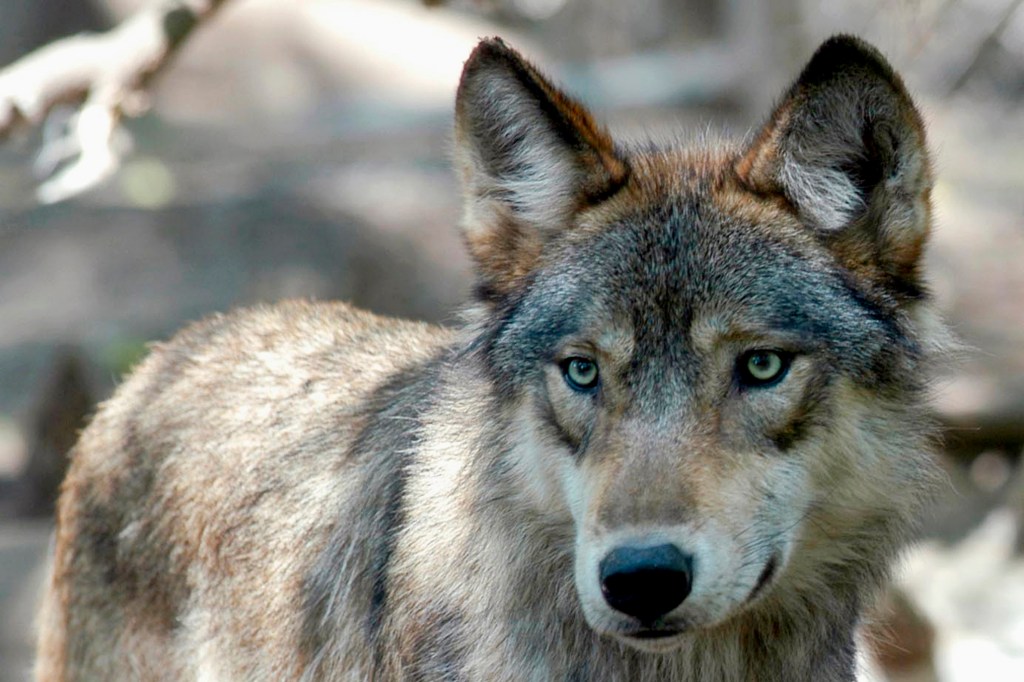 Featured image for "Colorado Middle Schoolers Empower Community by Voting on Gray Wolf Names"