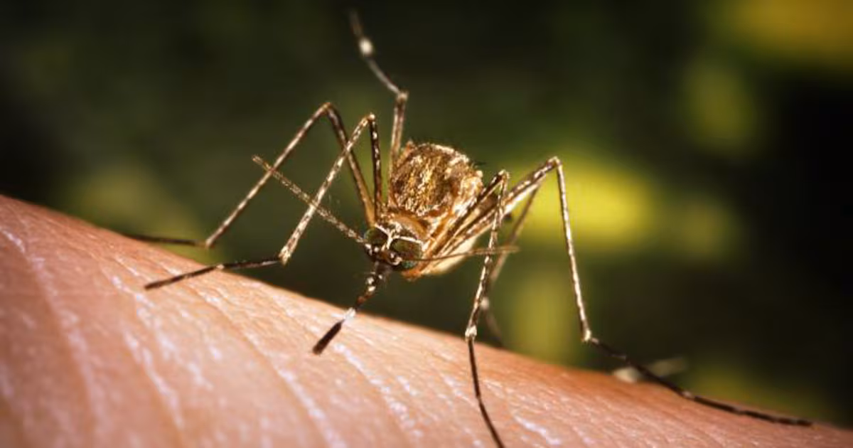 Featured image for Montgomery and Bucks Counties to Spray for Mosquitoes Amid West Nile Virus Concerns