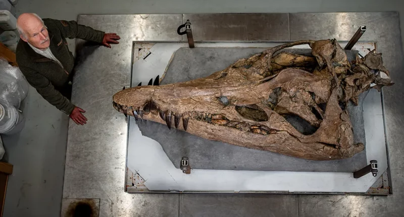 Featured image for "Unbelievable Discovery: Massive Prehistoric Sea Monster Skull Unearthed on UK's Jurassic Coast"