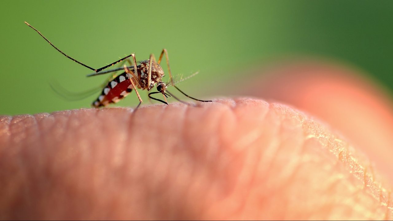 West Nile Virus Detected in Mosquitoes at Los Peñasquitos Lagoon