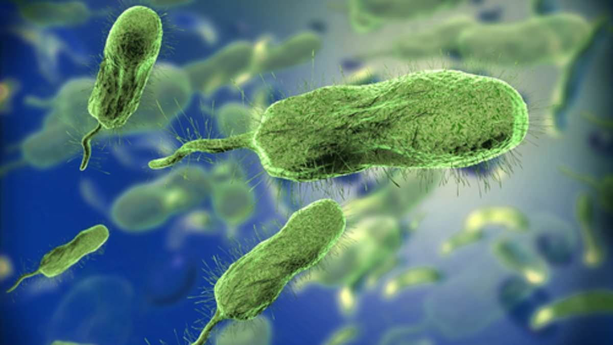 "Health Experts Issue Urgent Warning: Deadly Vibrio Infections on the Rise"