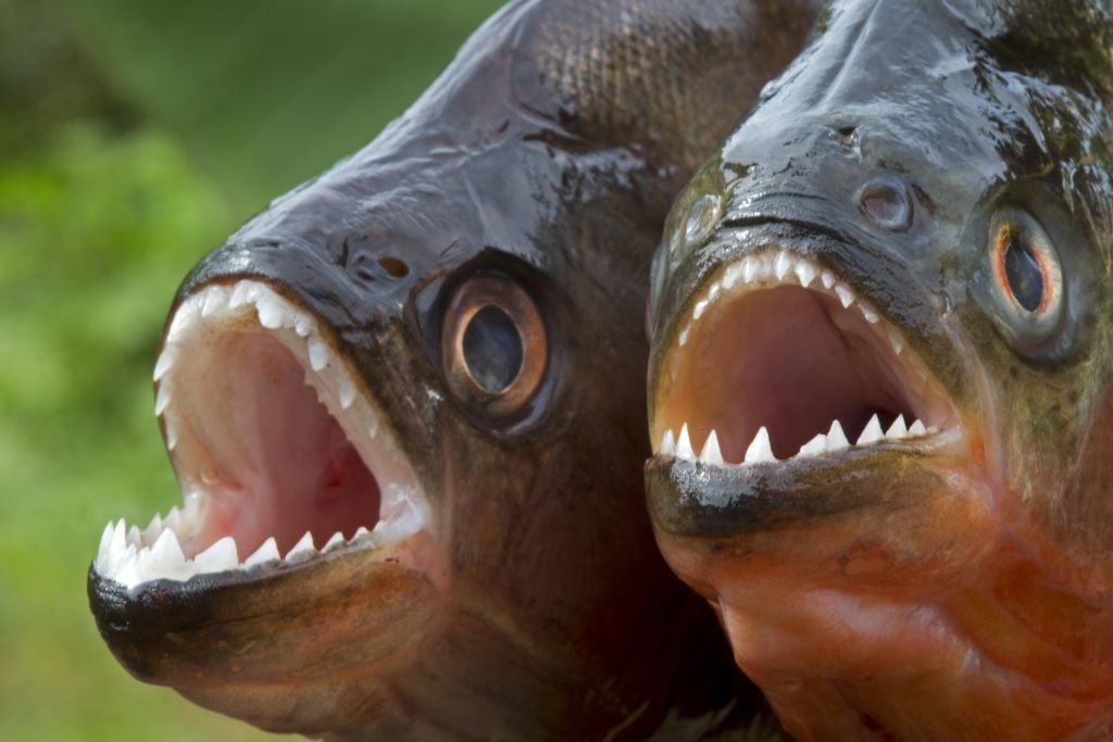Featured image for "Piranha Feeding Frenzy: The Speed of Dog Consumption"