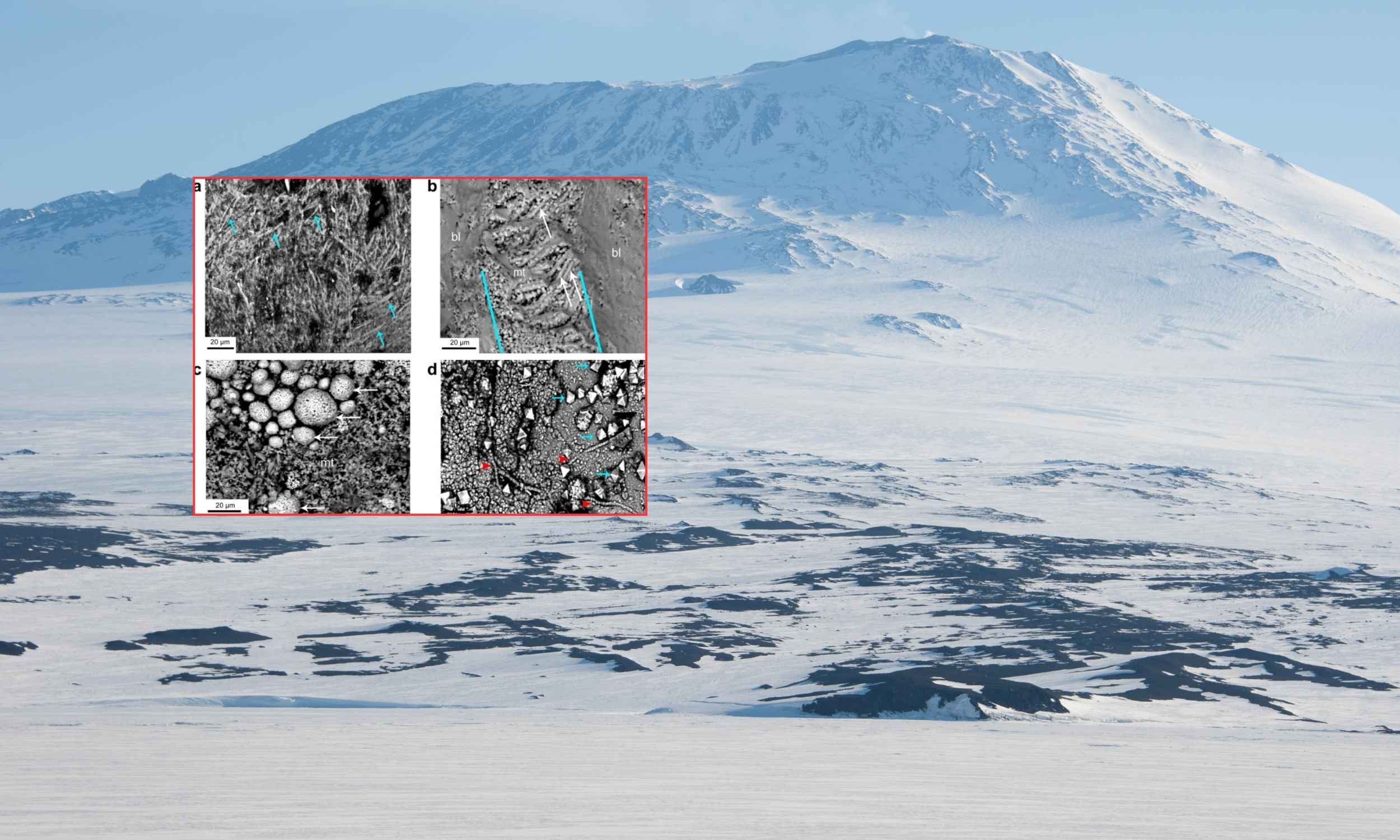 Featured image for Ancient 68-Million-Year-Old Egg Discovered in Antarctica