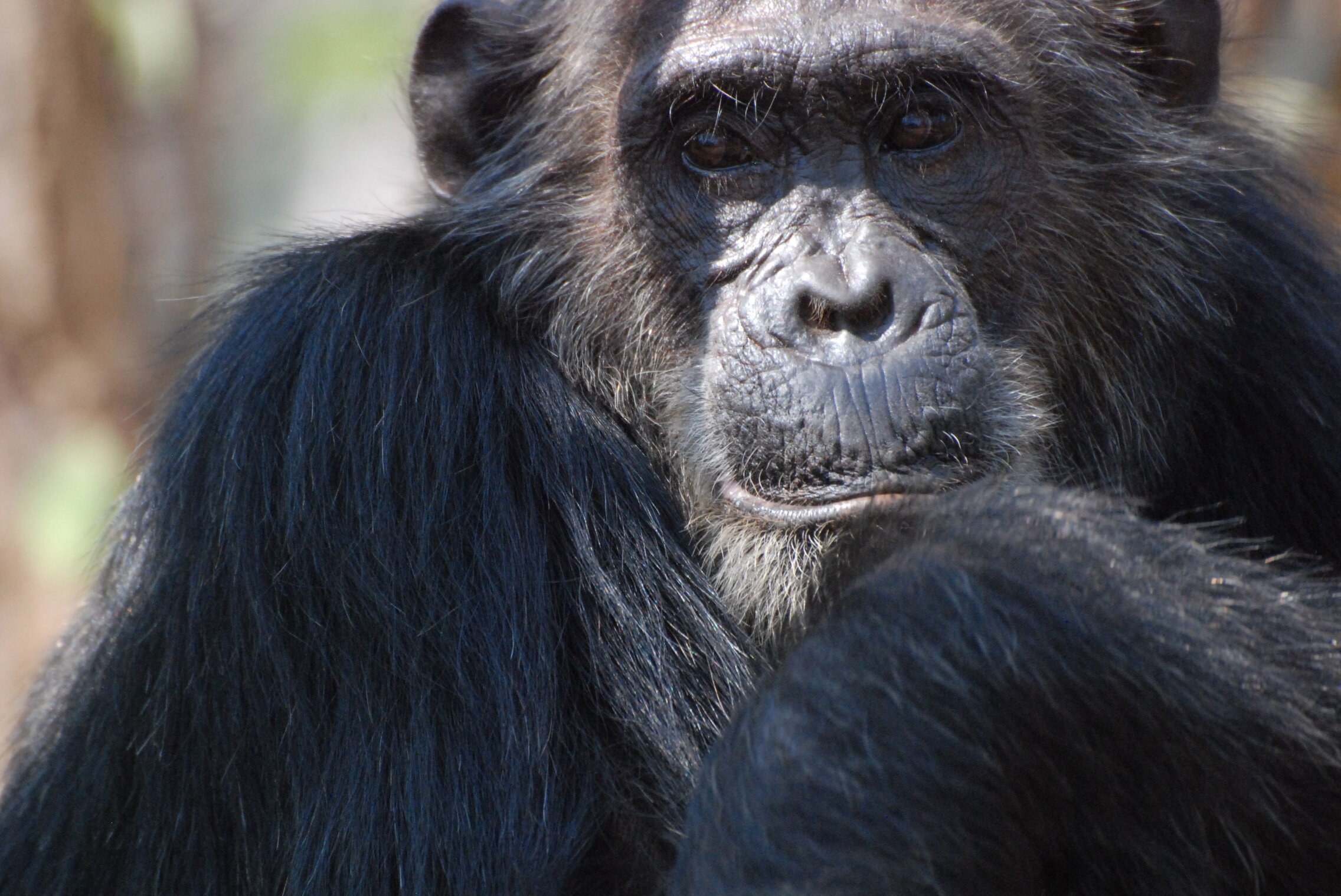 Featured image for The Advantage of Being a Mean Chimp: Insights from a Study.