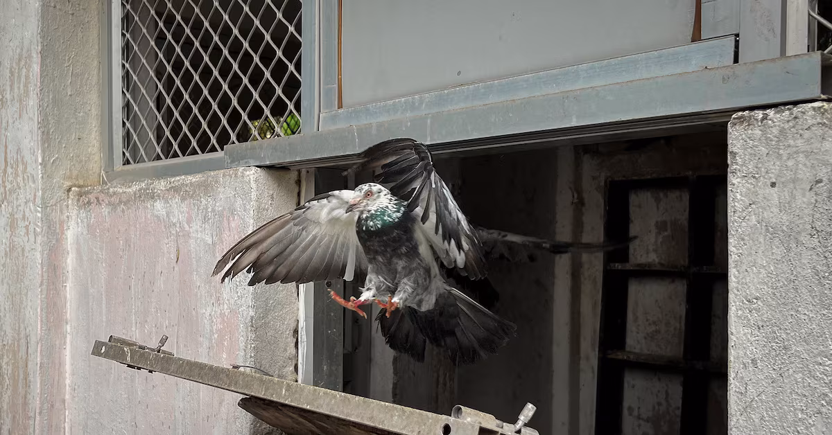 Indian police rely on carrier pigeons for communication during disasters.