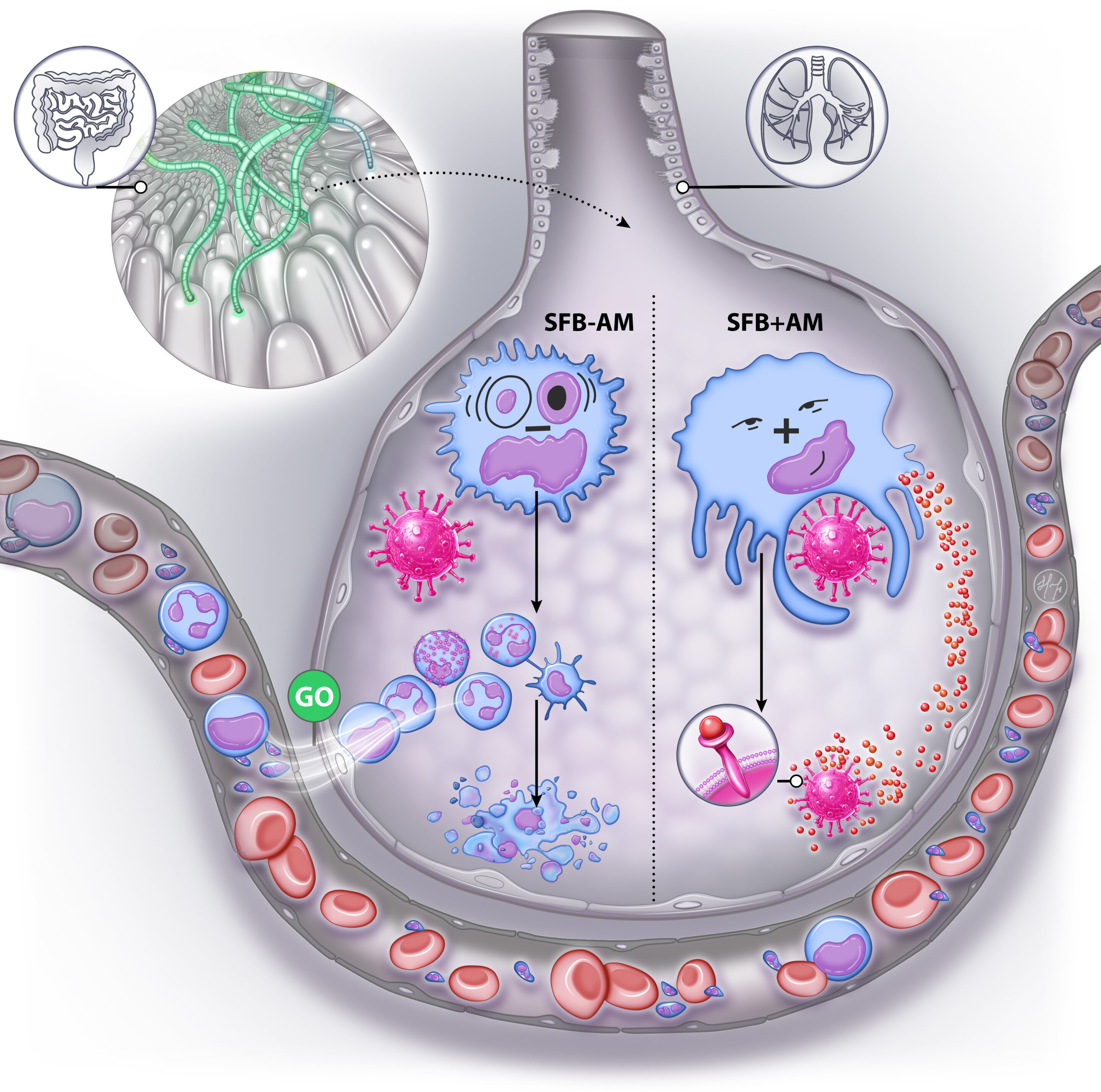 Featured image for "Gut Microbiota's Impact on Respiratory Viral Infection Severity"