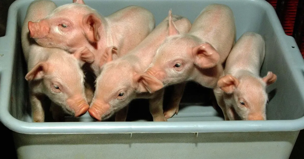 Featured image for Exploring the Ethics of Pig Organ Transplants in Humans