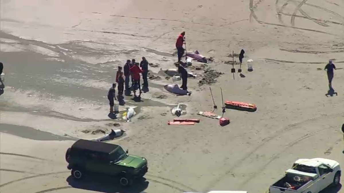 Tragic Mass Stranding Event Claims Lives of 8 Dolphins in Sea Isle City, NJ