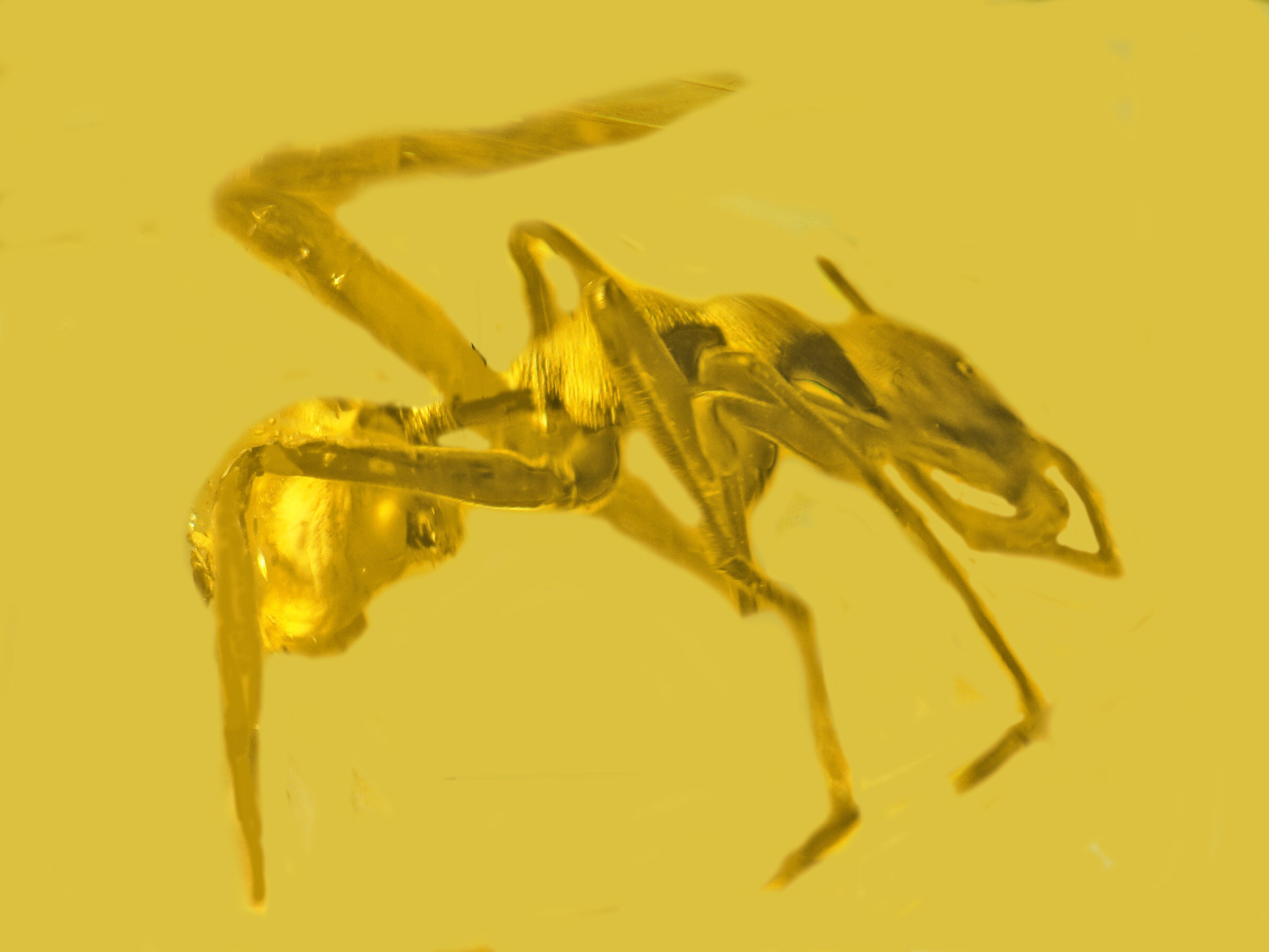 Featured image for "Rare Resin Fossil Reveals Spider Mimicking Ant Behavior"