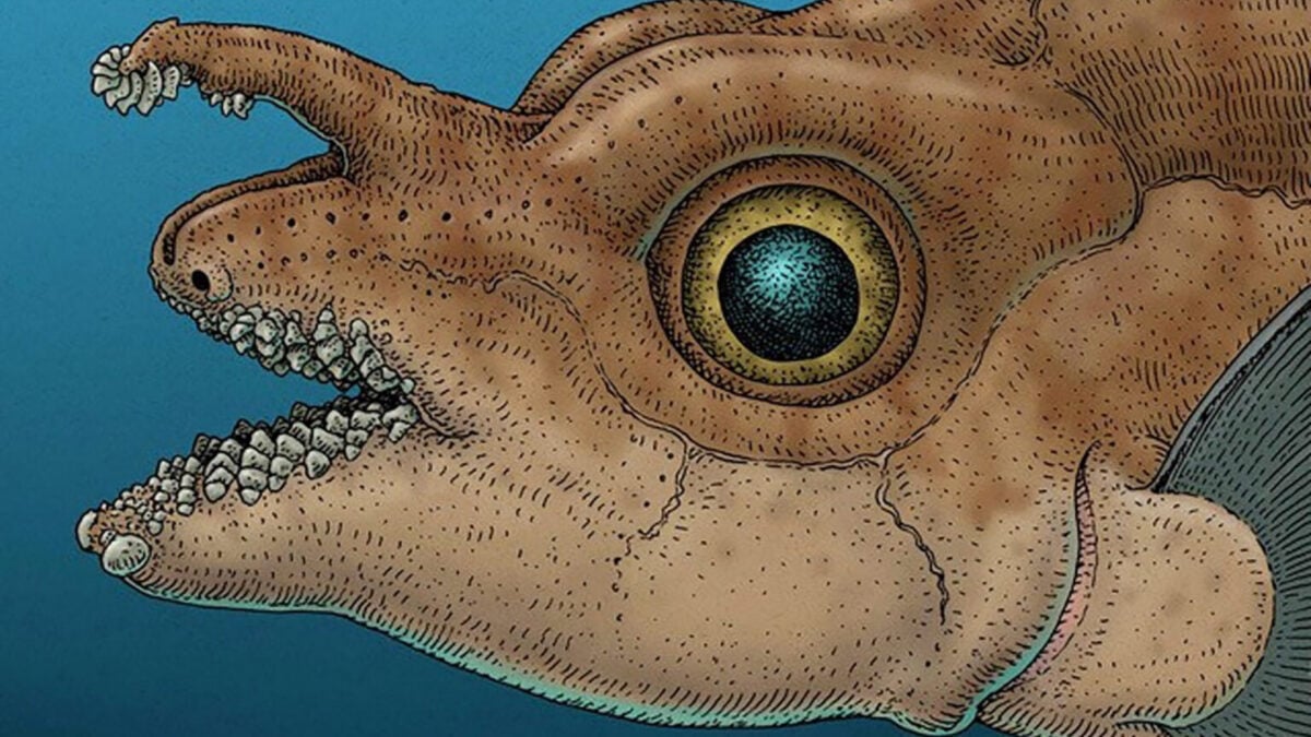 Featured image for Ghost Sharks with Forehead Teeth: The Bizarre Fish of Washington
