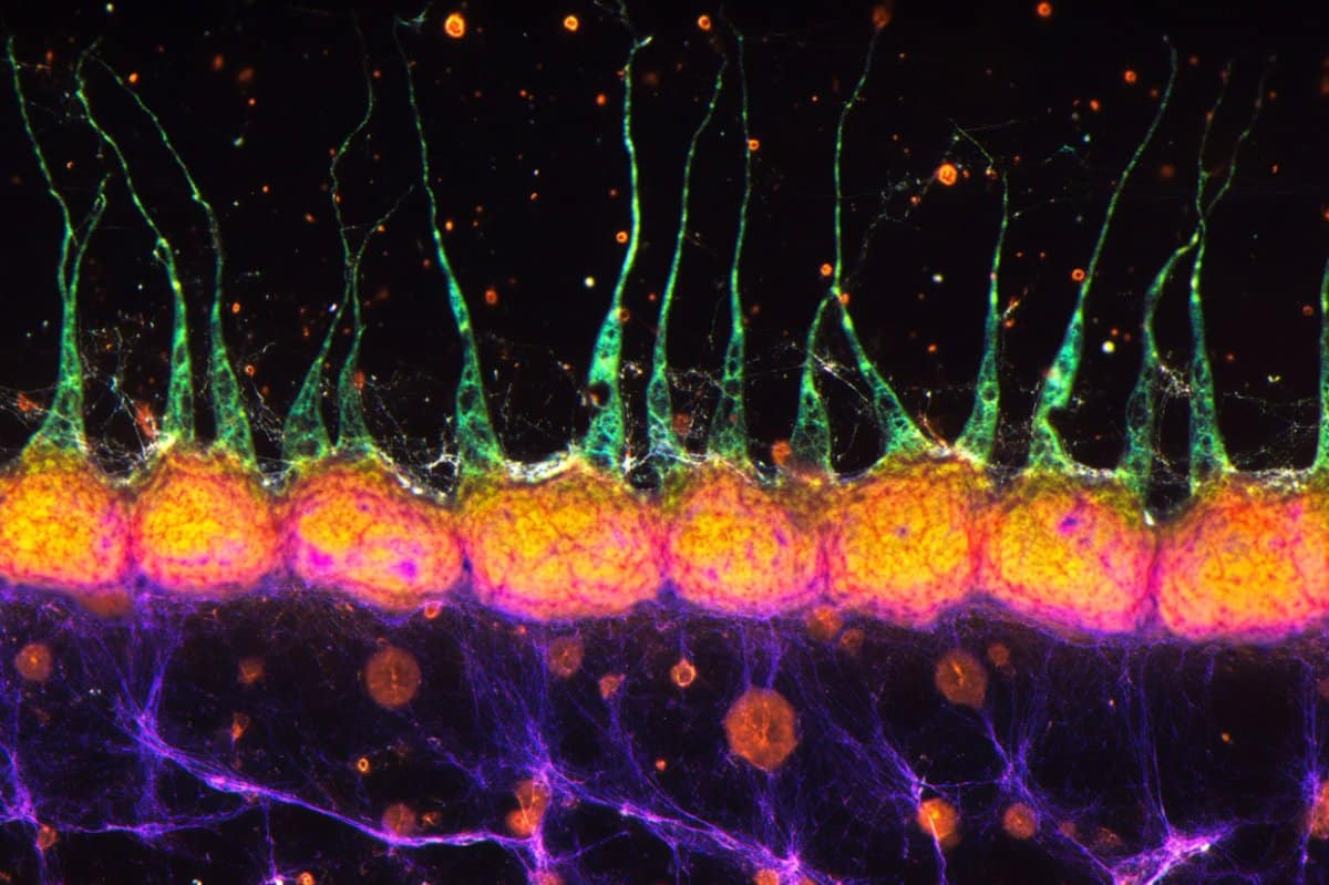 Inhibitory Neurons Crucial for Spatial Memory and Learning