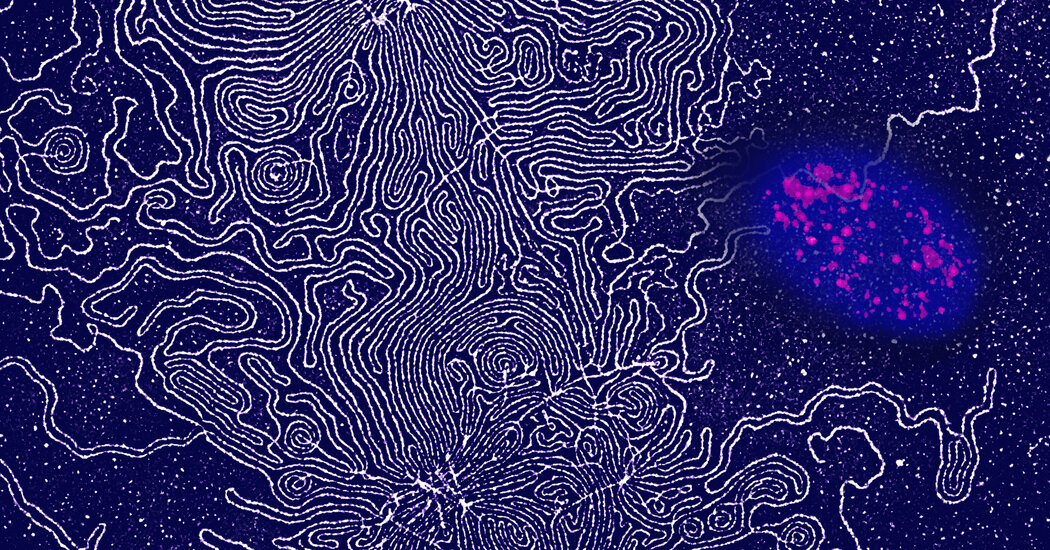 Unraveling Human Genes through Comparative Mammalian Genomics