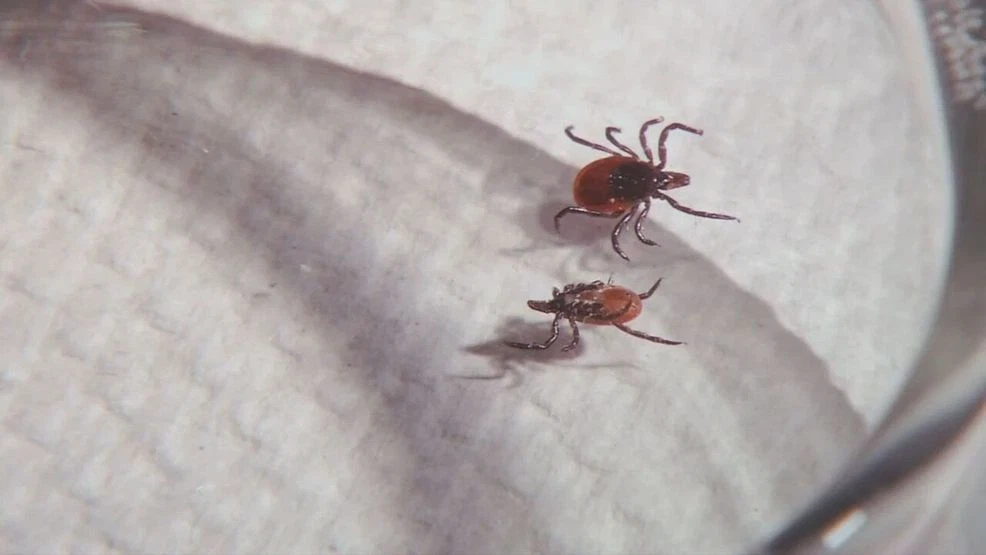 Featured image for Maine Reports First Cases of Powassan Virus and West Nile Virus This Year