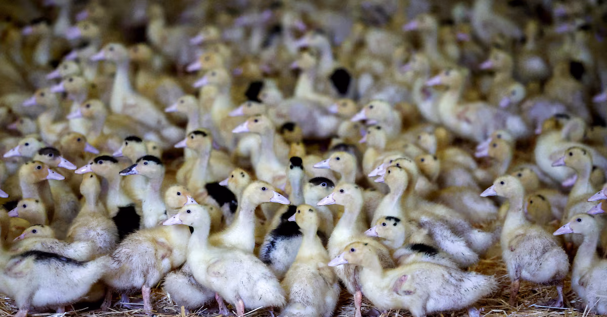 France to vaccinate against bird flu following successful tests.