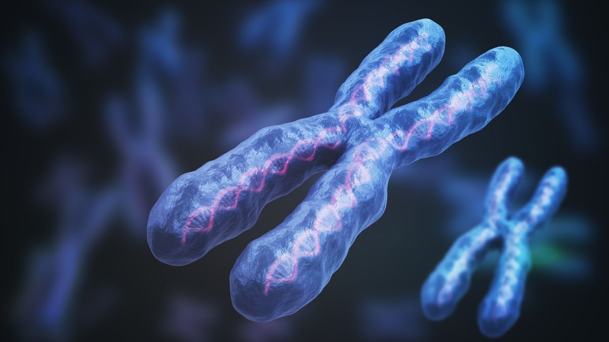 Featured image for "The X Chromosome's Role in Women's Higher Autoimmune Disease Rate"