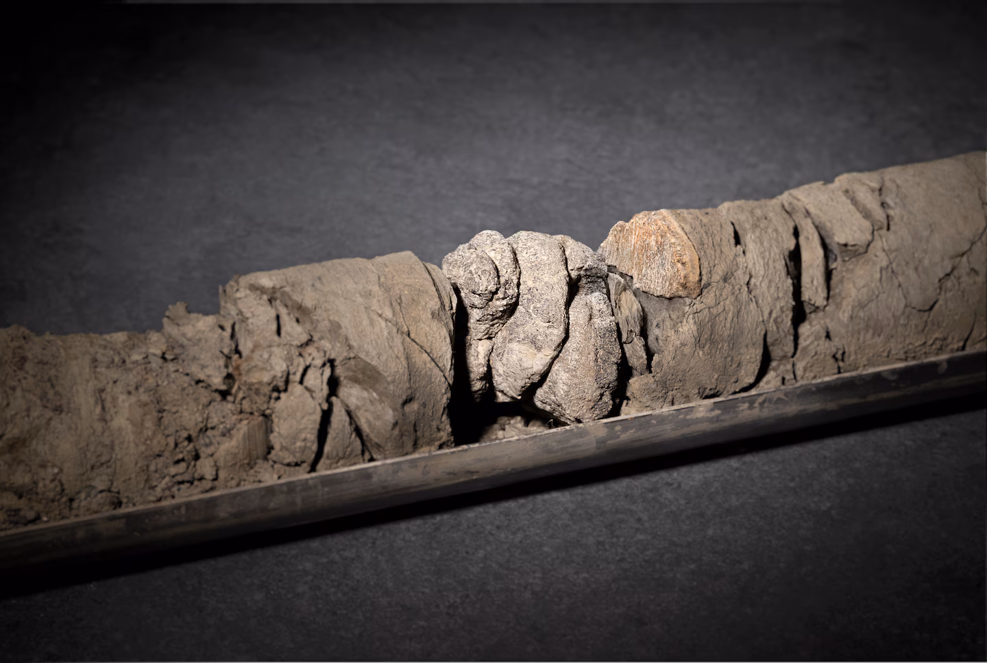 Featured image for Denver Museum Uncovers Dinosaur Fossil Beneath Its Parking Lot