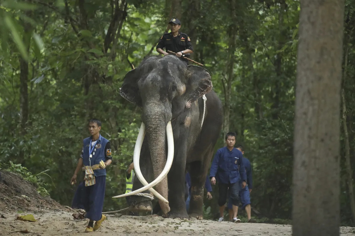 Neglected Thai Elephant Finally Returns Home from Sri Lanka