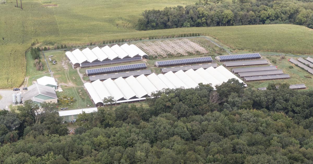 Featured image for Mink Mayhem: Thousands Set Loose in Pennsylvania's Northumberland County