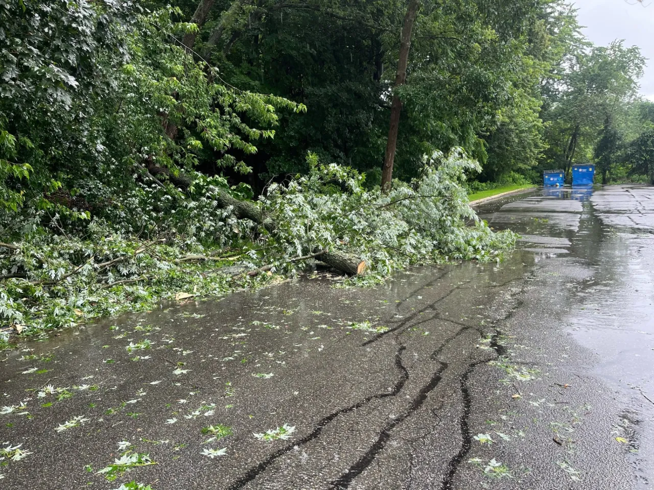 Featured image for "Tree Accident Injures 2 Children in Johnston"